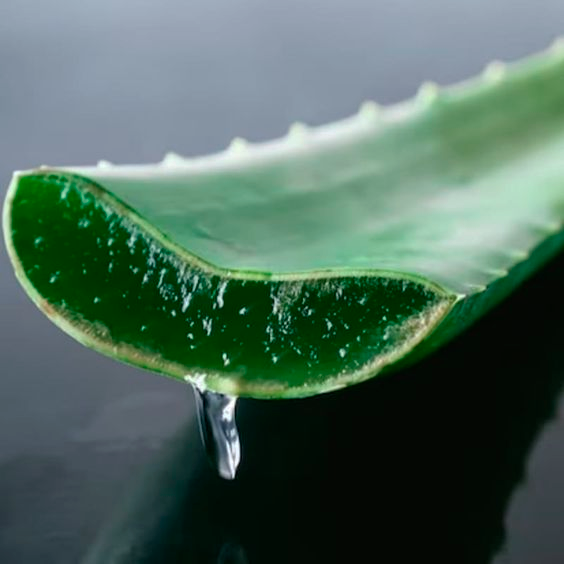 Aloes (aloe vera)